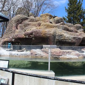 Humboldt Penguin Exhibit