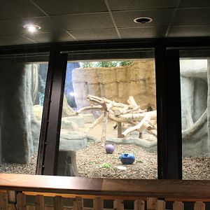 Apes of Africa - Indoor Gorilla Exhibit (Renovated in 2021)
