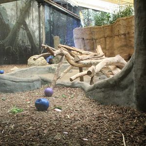 Apes of Africa - Indoor Gorilla Exhibit (Renovated in 2021)