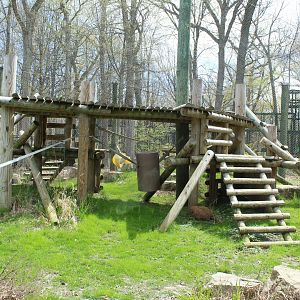 Apes of Africa - Gorilla Exhibit