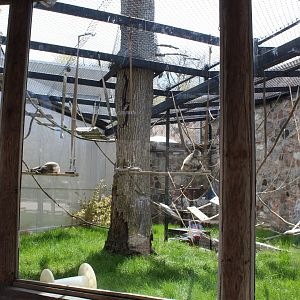 Primates of the World - Black-Handed Spider Monkey Exhibit