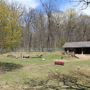 North America - Caribou Exhibit