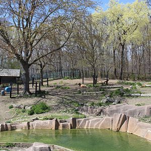 North America - Elk Exhibit