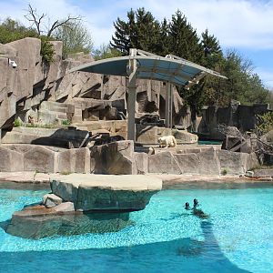 North America - Seal and Polar Bear Exhibits
