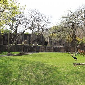Adventure Africa - Savannah Exhibit (Impala, Vulture, Grey Crowned-Crane)