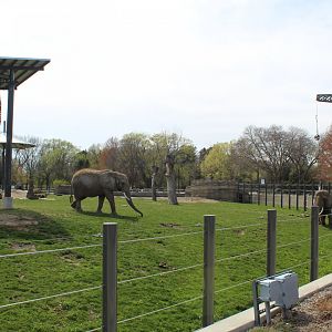 Adventure Africa - African Elephant Exhibit