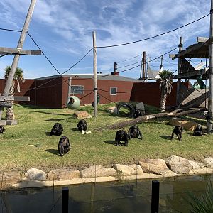 Chimp Exhibit