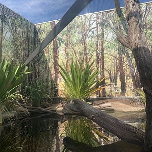 Eastern Water Dragon Exhibit