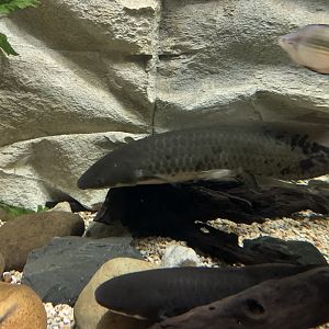 Australian Lungfish