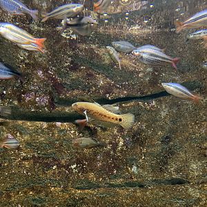 Gudgeon and Rainbowfish Tank