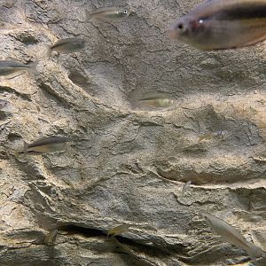 Blue-eye and Rainbowfish Tank