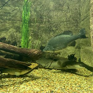 Golden Perch and Longfin Eel