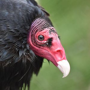 Turkey Vulture