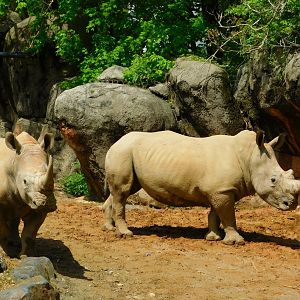 Southern White Rhino