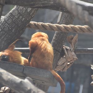 Golden lion tamarins