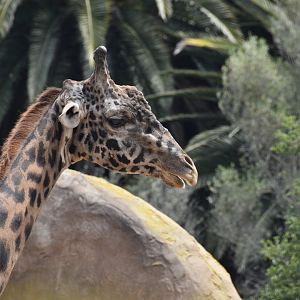 Masai giraffe bull