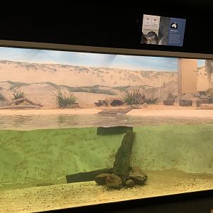 Little Penguin Exhibit