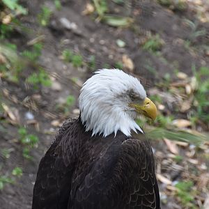 Bald eagle