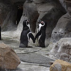Media 'Humboldt penguins' in category 'Santa Barbara Zoo'