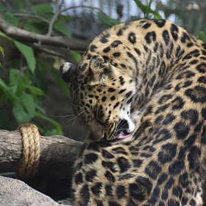 Amur leopard