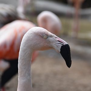 Chilean flamingo