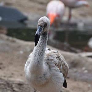 Chilean flamingo chick