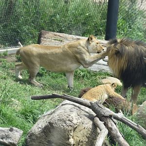 African lion nose boop