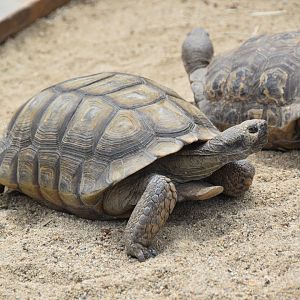Desert tortoise