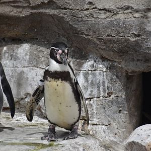 Humboldt Penguin