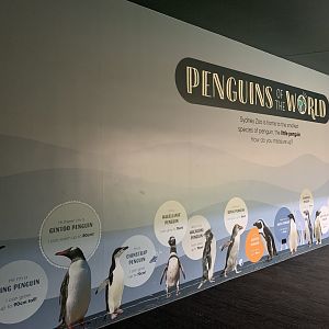 'Penguins of the World' Display