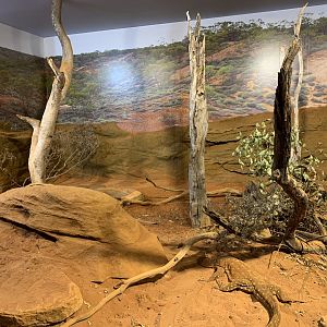 Perentie Enclosure