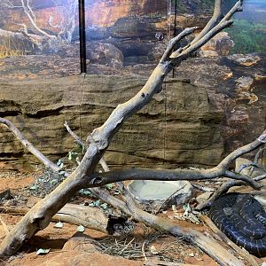 Centralian Carpet Python Enclosure