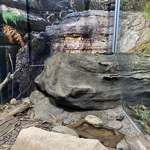 Broad-headed Snake Enclosure