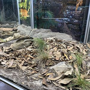 Death Adder Enclosure