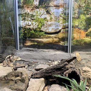 Red-bellied Black Snake Enclosure