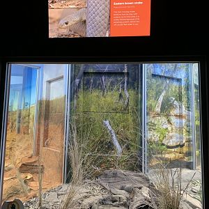 Eastern Brown Snake Enclosure