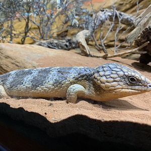Shingleback