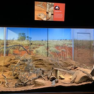 Shingleback and Gidgee Skink Enclosure