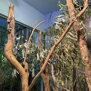 Frilled-neck Lizard Enclosure