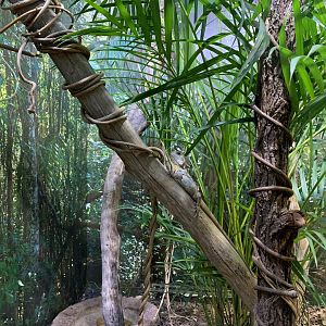 Boyd's Forest Dragon