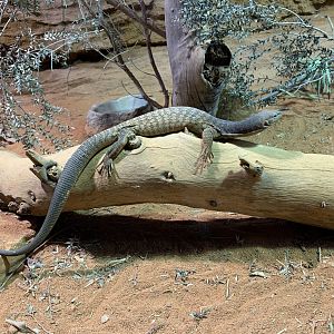 Black-headed Monitor