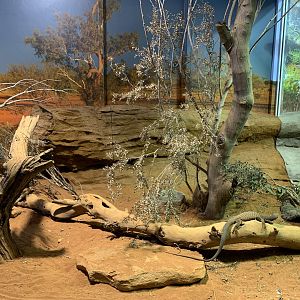 Black-headed Monitor Enclosure