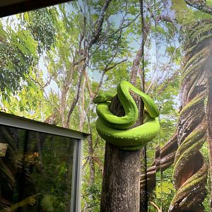 Green Tree Python
