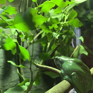 Green Tree Frog