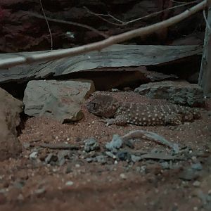Centralian Knob-tailed Gecko