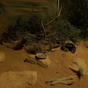 Spinifex Hopping Mouse Enclosure