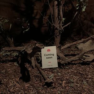 Red-tailed Phascogale Enclosure