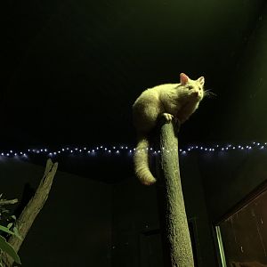 Golden Brush-tailed Possum