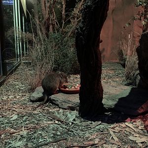 Long-nosed Potoroo