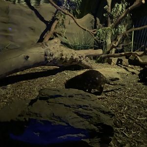 Spotted-tailed Quoll
